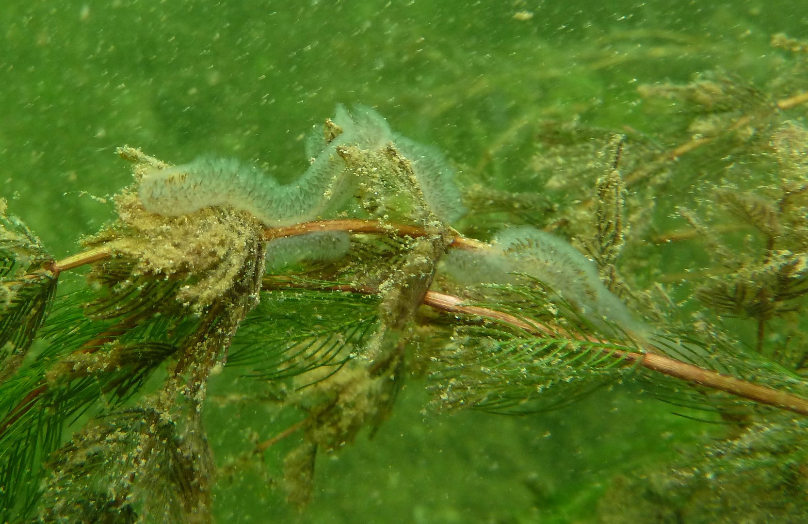 Cristatelle posée sur des feuilles de Cornifle